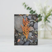 Herfst op de rotsen briefkaart (Staand voorkant)