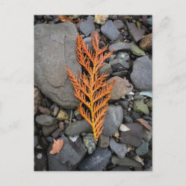 Herfst op de rotsen briefkaart