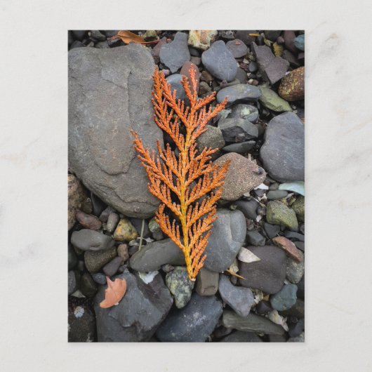 Herfst op de rotsen briefkaart (Voorkant)