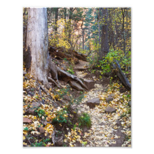 Herfst op het spoor van de West Fork Foto Afdruk