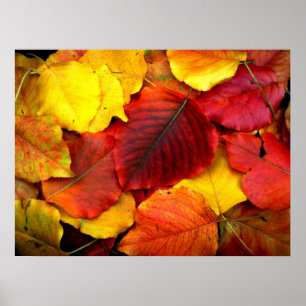 Herfst Pear Leaves Poster
