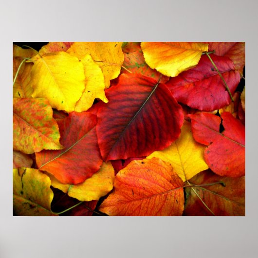 Herfst Pear Leaves Poster (Voorkant)
