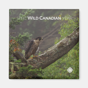 Herfst - Peregrine Falcon Magneet