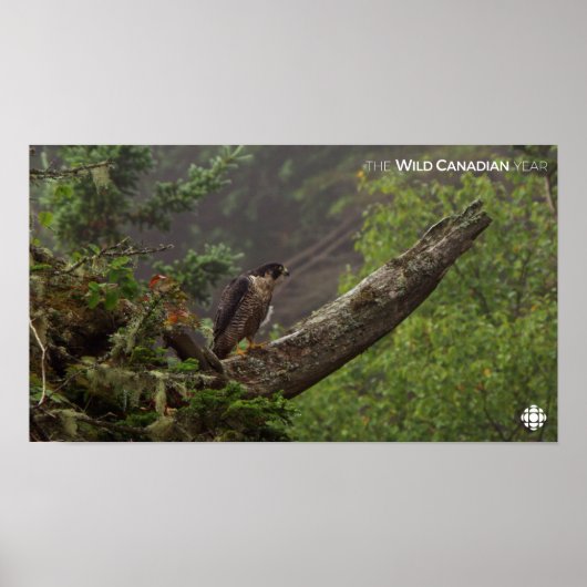 Herfst - Peregrine Falcon Poster (Voorkant)