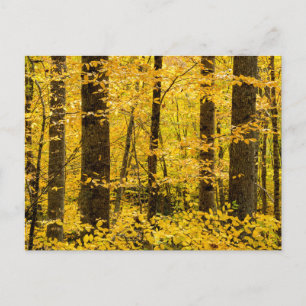 Herfst Pisgah National Forest Briefkaart