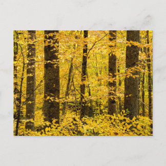 Herfst Pisgah National Forest Briefkaart