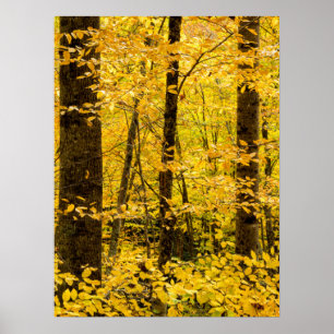 Herfst Pisgah National Forest Poster