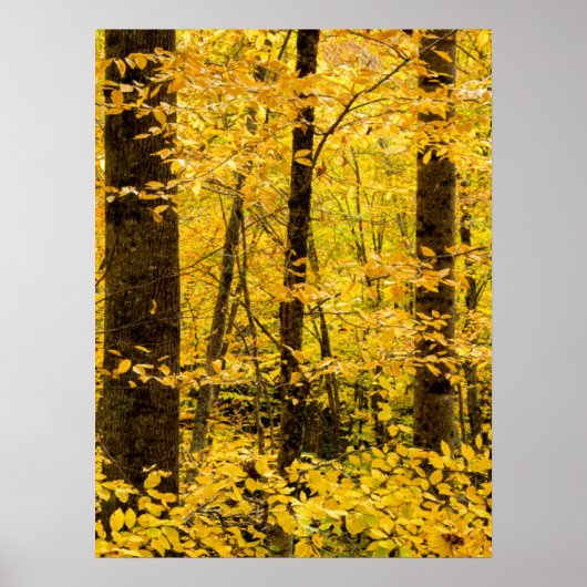 Herfst Pisgah National Forest Poster (Voorkant)