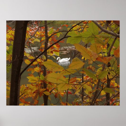 Herfst Pond met Zwan Poster (Voorkant)