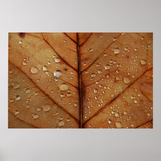 Herfst Poster (Voorkant)
