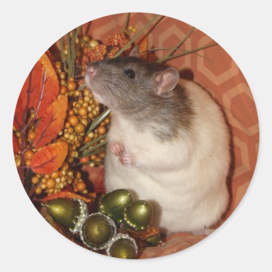 Herfst Rat Stickers (Voorkant)