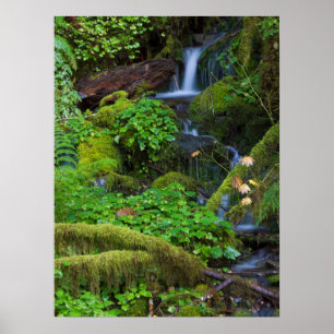 Herfst regenwoud Olympic National Park Poster