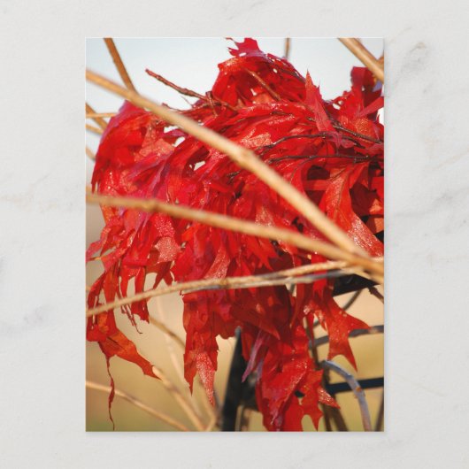 Herfst rode bladeren/herfst briefkaart (Voorkant)