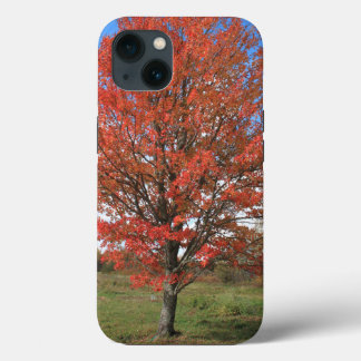 Herfst rode maple boom in de blauwe lucht iPhone 13 hoesje