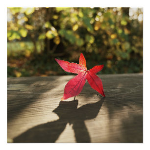Herfst Rode Paarse Bladzon Perfect Poster