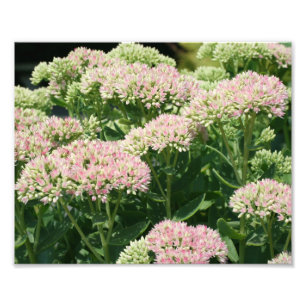 Herfst Sedum bloemblaadjes 10x8 Close Up Flower Foto Afdruk