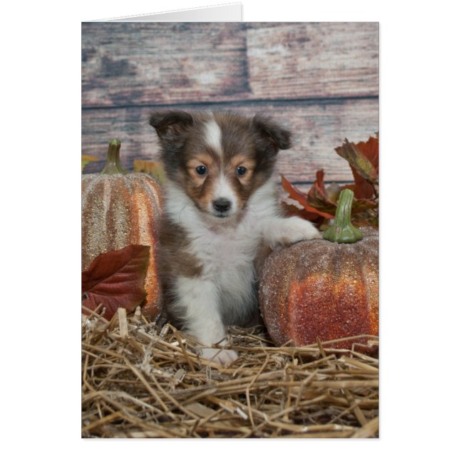Herfst Sheltie Puppy (Voorkant)