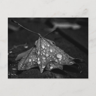 Herfst Showers Briefkaart