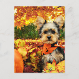Herfst Thanksgiving - Max - Yorkie Feestdagenkaart