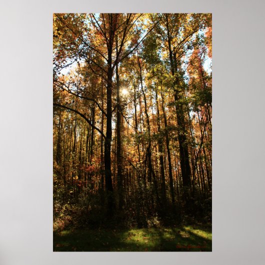Herfst Trees Poster (Voorkant)