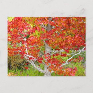 Herfst vloeibaar ambergeel briefkaart