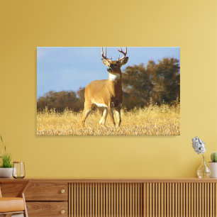 Herfst Witstaarthert Canvas Afdruk