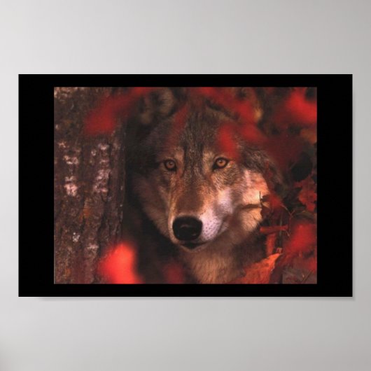 Herfst wolf poster (Voorkant)