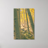 Herfstaspenen Canvas Afdruk (Voorkant)