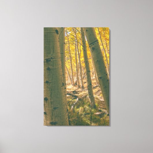 Herfstaspenen Canvas Afdruk (Voorkant)