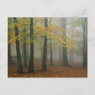 Herfstbeeld van nevelig bos, Grandfather 3 Briefkaart