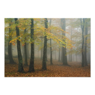 Herfstbeeld van nevelig bos, Grootvader 3 Foto Afdruk