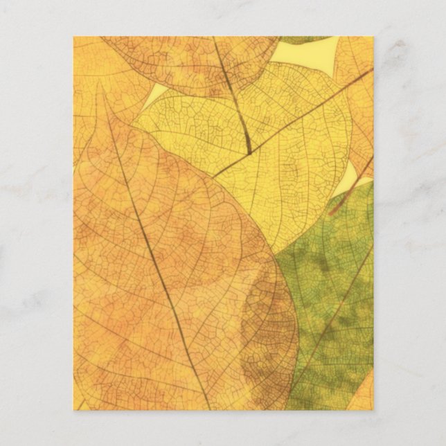 Herfstbladeren (Voorkant)