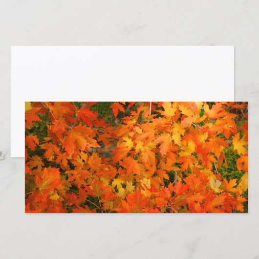 Herfstbladeren (Voorkant / Achterkant)