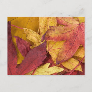 Herfstbladeren Ansichtkaart Briefkaart