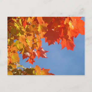 Herfstbladeren ansichtkaarten Blauwe Lucht Herfst Briefkaart