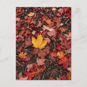 Herfstbladeren briefkaart