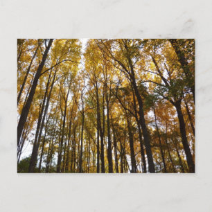 Herfstbladeren in de Morning Maryland Natuur Briefkaart