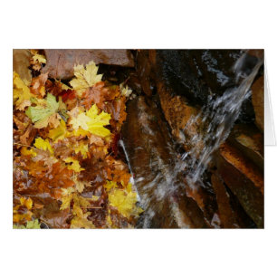 Herfstbladeren in Waterval III Herfst Natuur