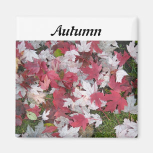 Herfstbladeren Magneet