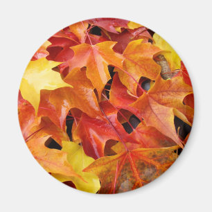 Herfstbladeren magneten Kleurrijke Herfst boomblad