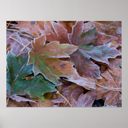 Herfstbladeren Poster papier (mat)