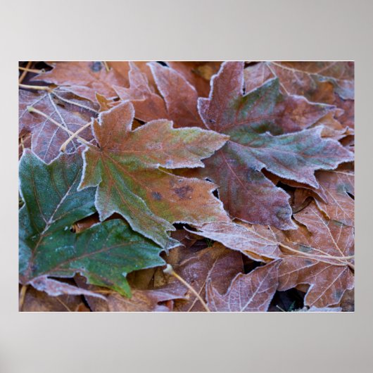 Herfstbladeren Poster papier (mat) (Voorkant)