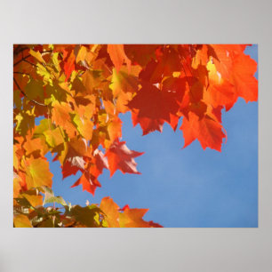 Herfstbladeren posters Blauwe Lucht natuur kunst a
