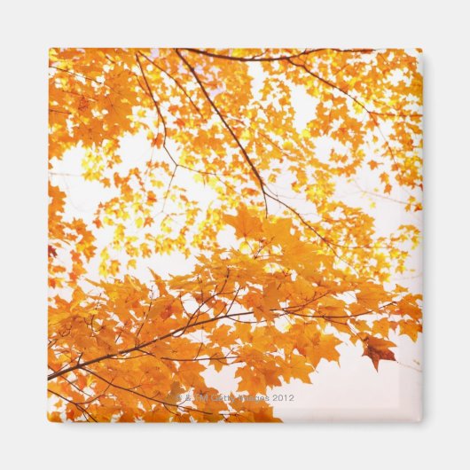 Herfstbladeren reflectie magneet (Voorkant)