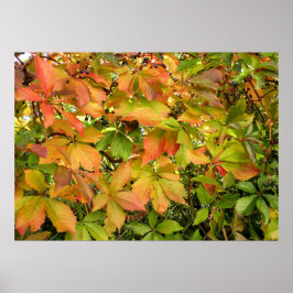 Herfstbladeren van wilde wingerd poster