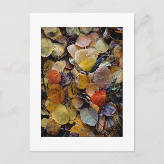"Herfstbladpuzzel" Briefkaart (Voorkant)