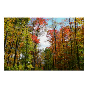 Herfstbomen en blauwe lucht Herfst Natuurfotografi Perfect Poster