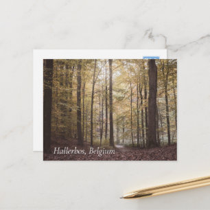 Herfstbomen, Hallerbos, België Briefkaart