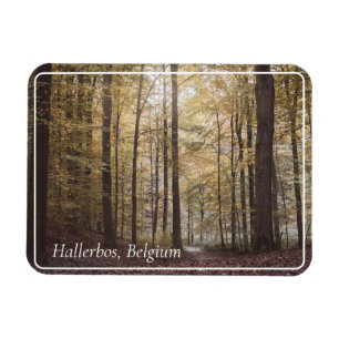 Herfstbomen, Hallerbos, België Magneet