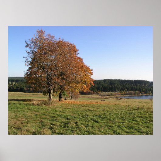 herfstbomen poster (Voorkant)